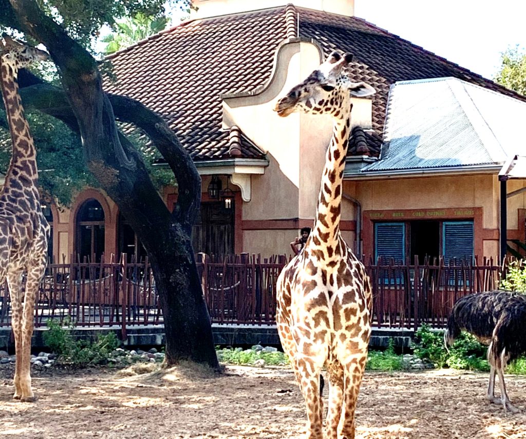 Zsa Zsa and Houston's Museum District TravelToolsTips