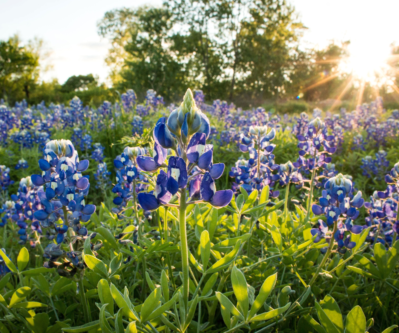 Bluebonnets