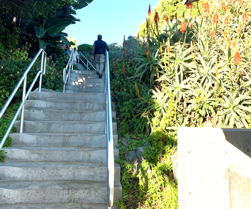 Steps at Shaw's Cove