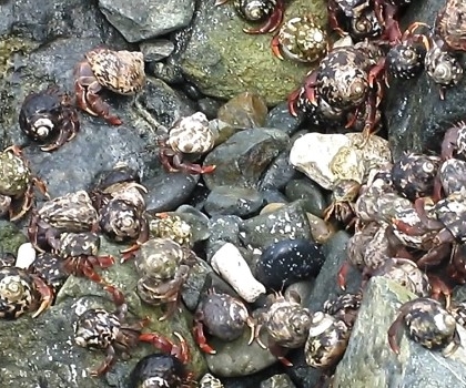 Hermit Crabs in St Thomas
