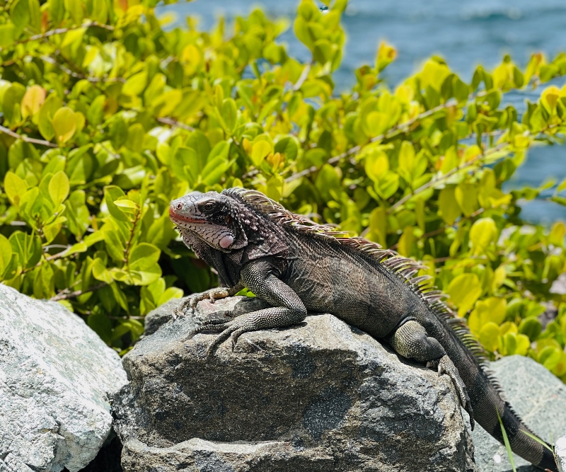 Iguana in St Thomas