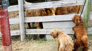 Doodles & Cows at The Corral