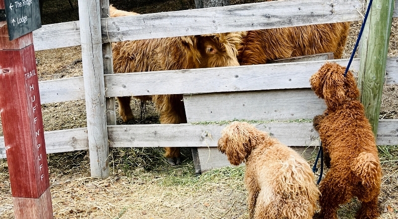 Doodles & Cows at The Corral