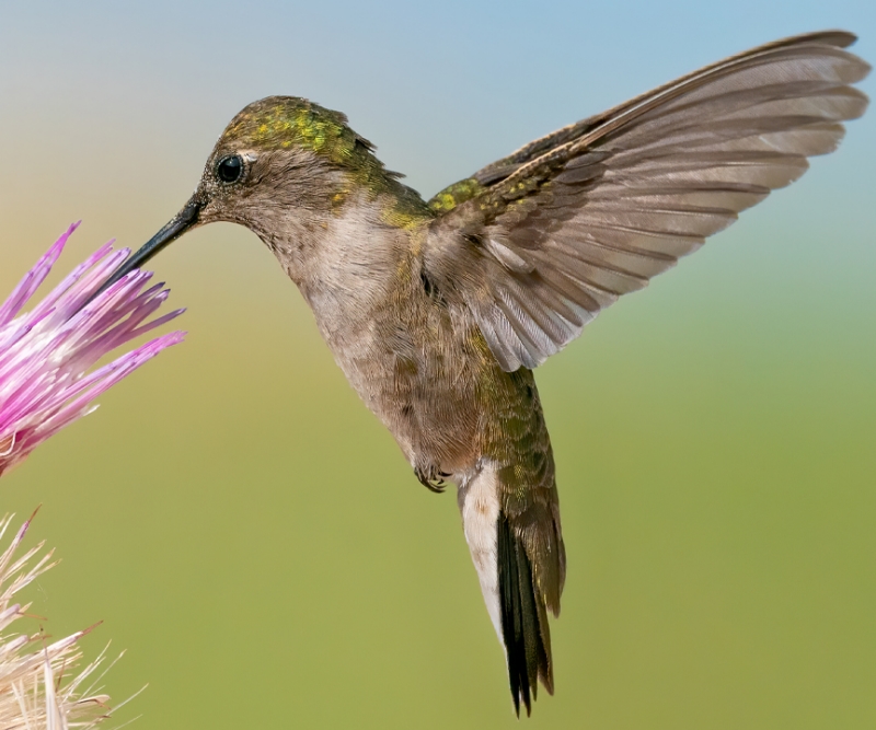 Hummingbird