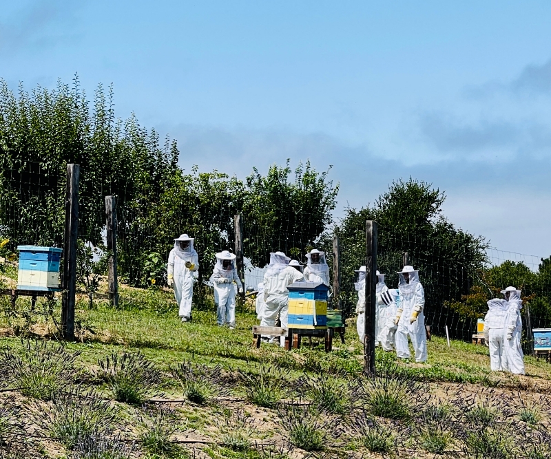 Beekeeping at Carmel Valley Ranch