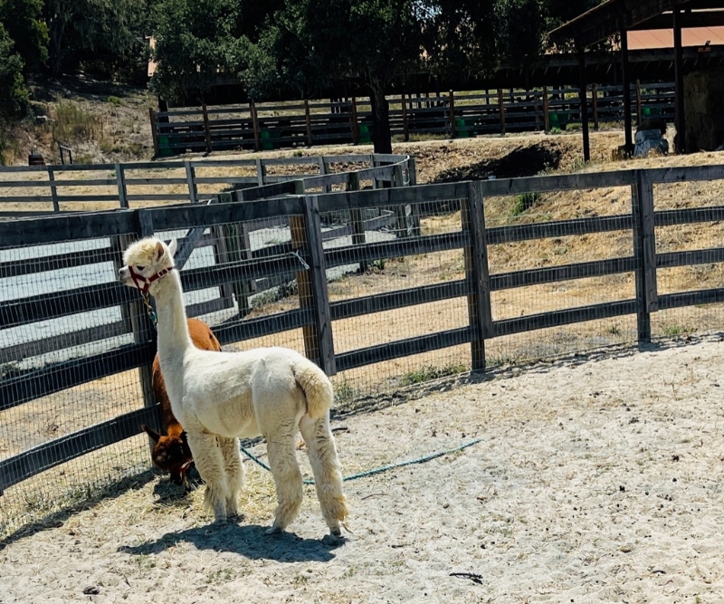 Alpaca Pair