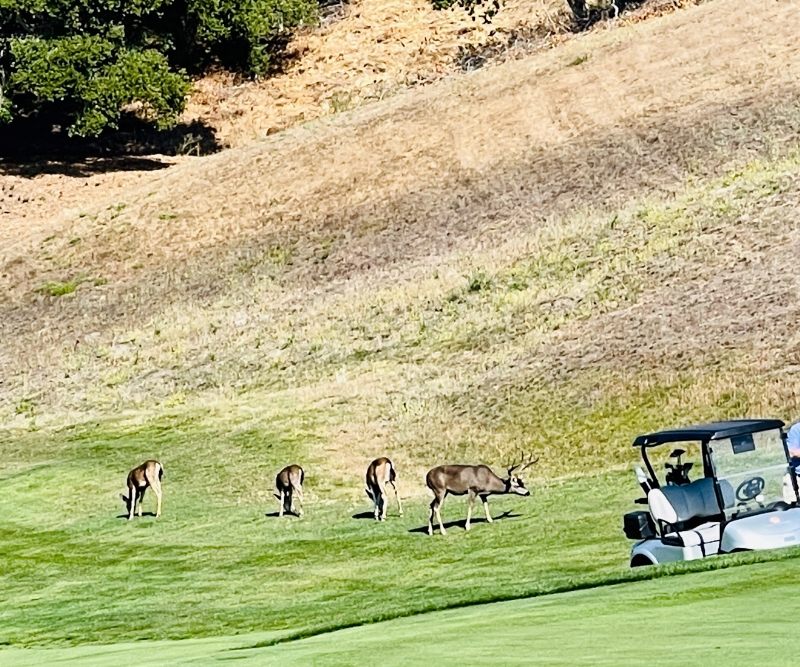 Deer on Golf Course Carmel Valley Ranch