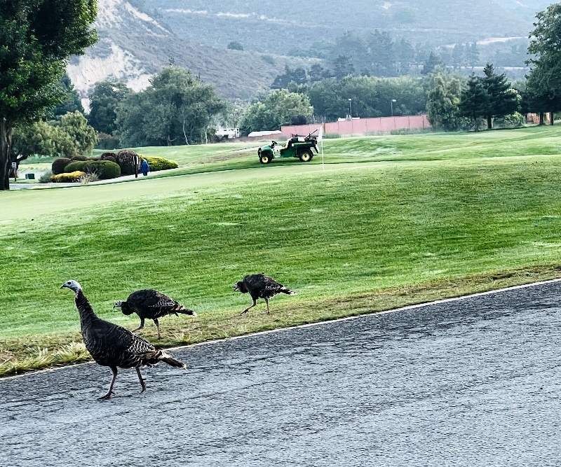 Turkeys at Carmel Valley Ranch