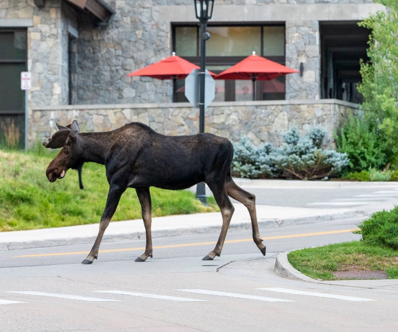 Moose in Lionshead