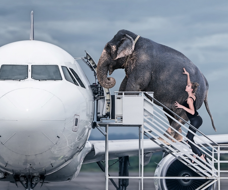 Elephant Boarding Plane